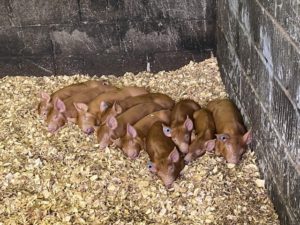 Weaners for sale