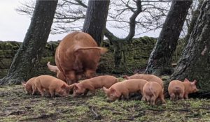 Tamworth weaners for sale - Northumberland