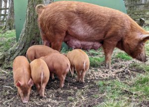 Tamworth sow and piglets