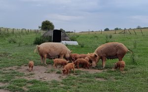Tamworth piglets for sale