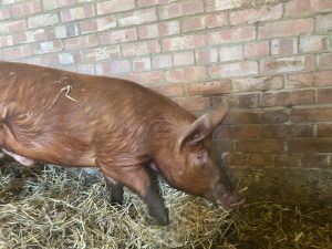 Royal Standard boar for sale