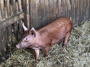 Roseleaf gilt for sale