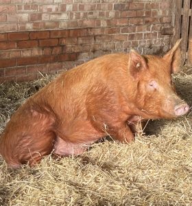 Tamworth Boar for sale in Kent