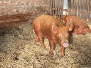 Tamworth Boar for sale in Kent