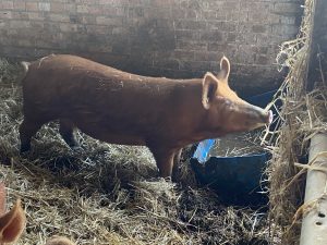Tamworth gilt for sale in Kent
