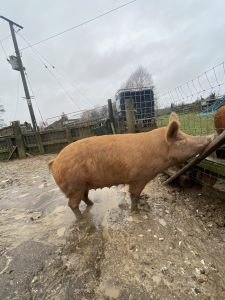 Kerribella Princess 11 - Tamworth sow for sale